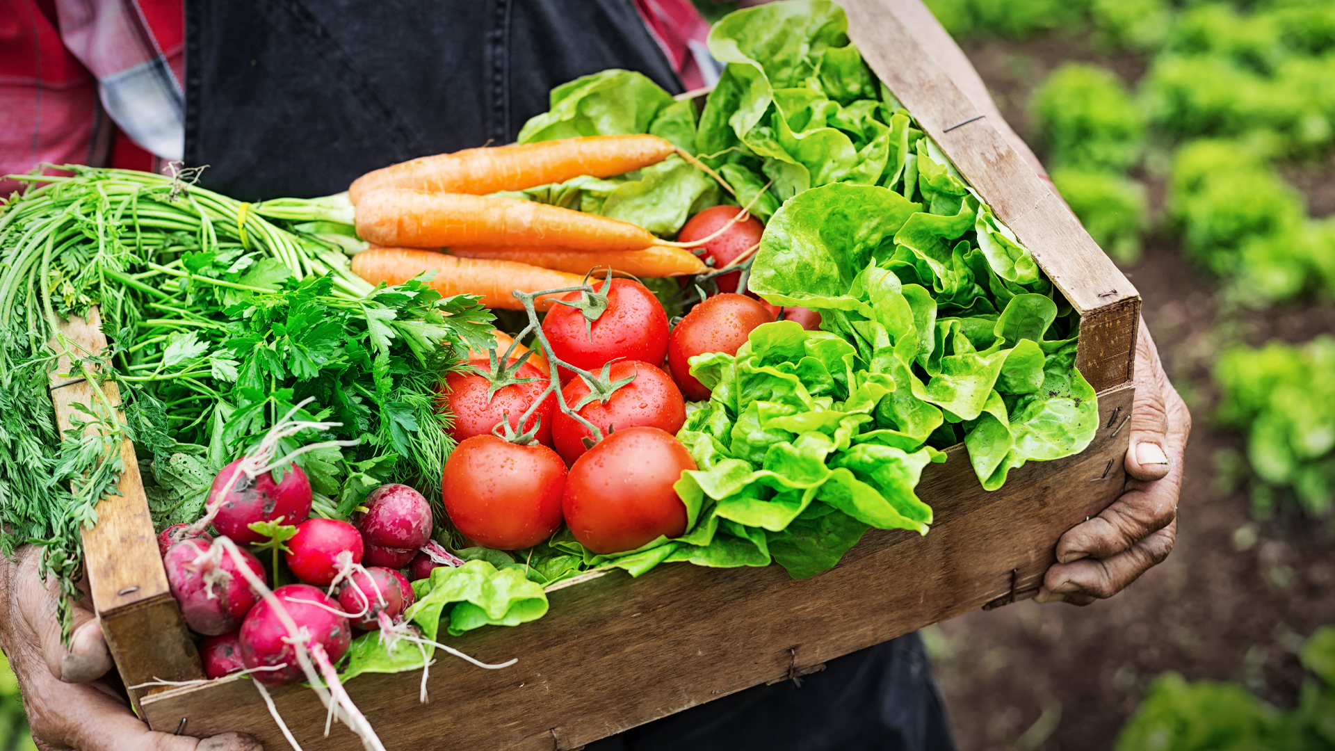 Organic Foods: What You Need to Know 